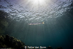 resident hunchback barracuda by Petra Van Borm 